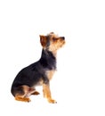 Cute small dog with cut hair Royalty Free Stock Photo