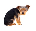 Cute small dog with cut hair Royalty Free Stock Photo