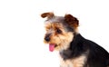 Cute small dog with cut hair Royalty Free Stock Photo