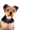 Cute small dog with cut hair Royalty Free Stock Photo
