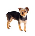 Cute small dog with cut hair Royalty Free Stock Photo