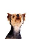 Cute small dog with cut hair Royalty Free Stock Photo