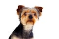 Cute small dog with cut hair Royalty Free Stock Photo