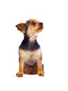 Cute small dog with cutted hair Royalty Free Stock Photo