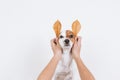 cute small dog with funny autumn brown leaves for ears. dog looking at the camera. Pets indoors