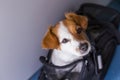 cute small dog in his travel cage ready to get on board the airplane at the airport. Pet in cabin. Traveling with dogs concept Royalty Free Stock Photo
