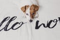 Cute small dog lying on bed. white sheet with hello world message. Pets indoors. Relax