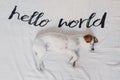 Cute small dog lying on bed. white sheet with hello world message. Pets indoors. Relax