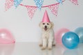 Small female dog with party hat on and balloons Royalty Free Stock Photo