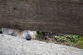 Cute small dog nose poking out from under a brown wooden fence Royalty Free Stock Photo