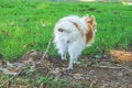 Cute small dog peeing standing up. Royalty Free Stock Photo