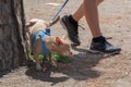 Cute small dog peeing on a tree in an park Royalty Free Stock Photo