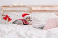 Cute small dog pet in Santa hat lying on bed at home watching Christmas movie on a laptop. Christmas New Year online holiday Royalty Free Stock Photo