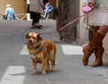 Cute small dog on a pink leash on the street of town Montepulciano, Tuscany, Italy. Royalty Free Stock Photo