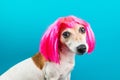 Cute small dog in pink wig on blue background looking to the camera.