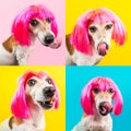 dog in pink wig on blue, yellow and pink background looking to the camera and licking