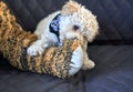 Cute small dog playing with a soft tiger toy on the sofa