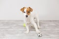 Cute small dog playing with a tennis ball and having fun. Looking at the camera. Pets indoors. Fun and lifestyle Royalty Free Stock Photo
