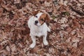 cute small dog portrait looking at the camera. Sitting on brown leaves background. Autumn concept. pets Outdoors