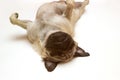 Cute small dog pug lying on back upside on white background Royalty Free Stock Photo