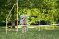 Cute small dog running on agility competition. Dog in an agility competition set up in a green grassy park Royalty Free Stock Photo