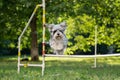 Cute small dog running on agility competition. Dog in an agility competition set up in a green grassy park Royalty Free Stock Photo