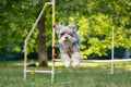 Cute small dog running on agility competition. Dog in an agility competition set up in a green grassy park Royalty Free Stock Photo