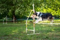 Cute small dog running on agility competition. Dog in an agility competition set up in a green grassy park. Border Collie jumping Royalty Free Stock Photo