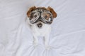 Cute small dog sitting on bed and wearing funny aviator goggles. Pets indoors. Fun at home