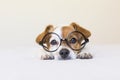 Cute small dog sitting on bed and wearing glasses. Looking intelligent and curious. Pets indoors Royalty Free Stock Photo