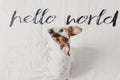 Cute small dog sitting on bed. white sheet with hello world message. Pets indoors. Relax