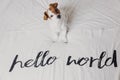 Cute small dog sitting on bed. white sheet with hello world message. Pets indoors. Relax