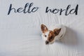 Cute small dog sitting on bed. white sheet with hello world message. Pets indoors. Relax