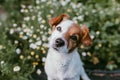 Cute small dog sitting in a daisy flowers field. spring, pet portrait outdoors. lovely dog looking at the camera