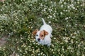 Cute small dog sitting in a daisy flowers field. spring, pet portrait outdoors. lovely dog looking at the camera