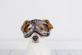 Cute small dog sitting on the floor and wearing funny aviator goggles. Pets indoors. Fun at home, travel concept. White background Royalty Free Stock Photo