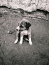 A cute small dog sitting on the ground in black and white view Royalty Free Stock Photo