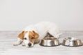 Cute small dog sitting and waiting to eat his bowl of dog food. Pets indoors. Concept Royalty Free Stock Photo