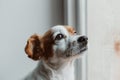 cute small dog sitting by the window. Rainy day, water drops on the window glass. Dog looking bored or sad. Pets at home indoors