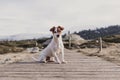 cute small dog sitting on wood floor. Snow mountain background. Autumn or winter concept. Pets Outdoors