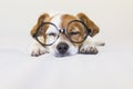 Cute small dog sleeping on bed and wearing glasses. feeling tired. Pets indoors Royalty Free Stock Photo