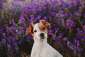 cute small dog standing outdoor in spring or summer purple field flowers with beautiful lighting at sunset. Nature and pets Royalty Free Stock Photo