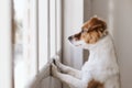 cute small dog standing on two legs and looking away by the window searching or waiting for his owner. Pets indoors Royalty Free Stock Photo