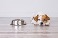 Cute small dog waiting for meal or dinner the dog food. he is lying on the floor and looking at the camera. white background and Royalty Free Stock Photo