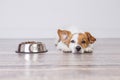 Cute small dog waiting for meal or dinner the dog food. he is lying on the floor and looking at the camera. white background and Royalty Free Stock Photo