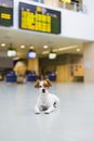 cute small dog waiting patient at the airport. Pet in cabin. Traveling with dogs concept