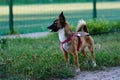 Cute small dog walking in the park Royalty Free Stock Photo