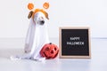 cute small dog is wearing a ghost costume for halloween at home. pumpkin and a letter board next to him. Pets indoors Royalty Free Stock Photo