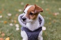 Cute small dog wearing a grey coat and Sitting on the green grass with Yellow leaves background. Autumn concept. Outdoors Royalty Free Stock Photo