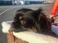 Cute little black mixed breed dog riding in a basket on a bicycle